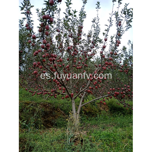 2019 año nueva manzana fresca de Huaniu